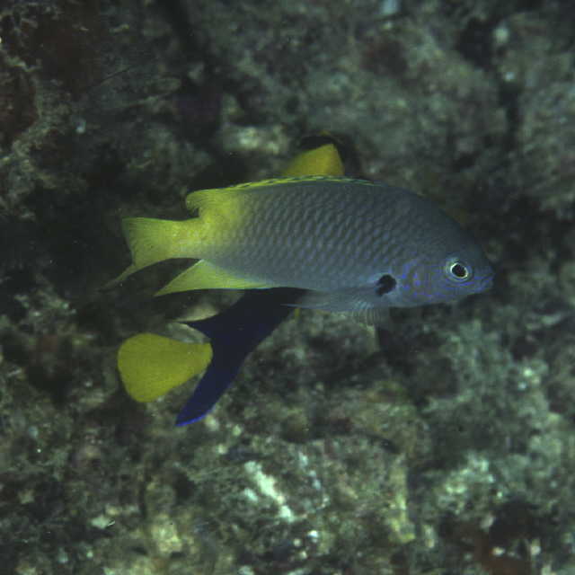 Pomacentrus nigromarginatus